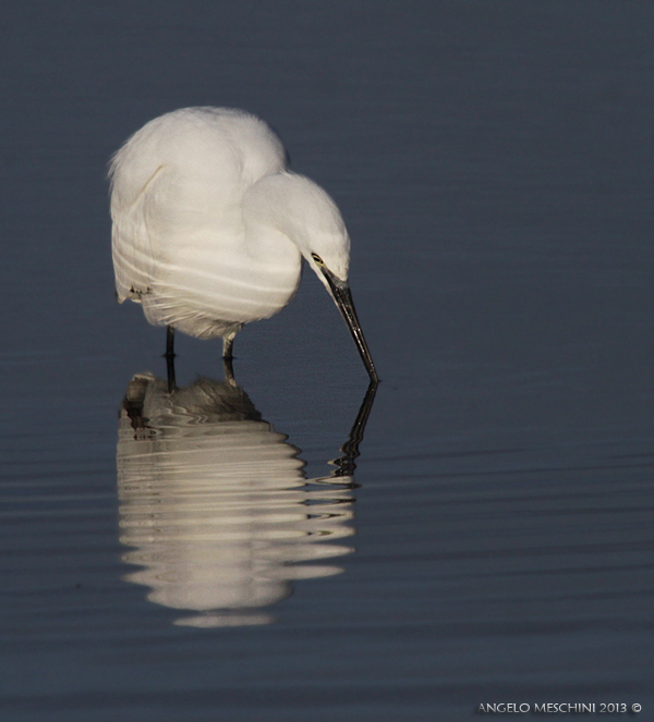 Garzetta un doppio riflesso